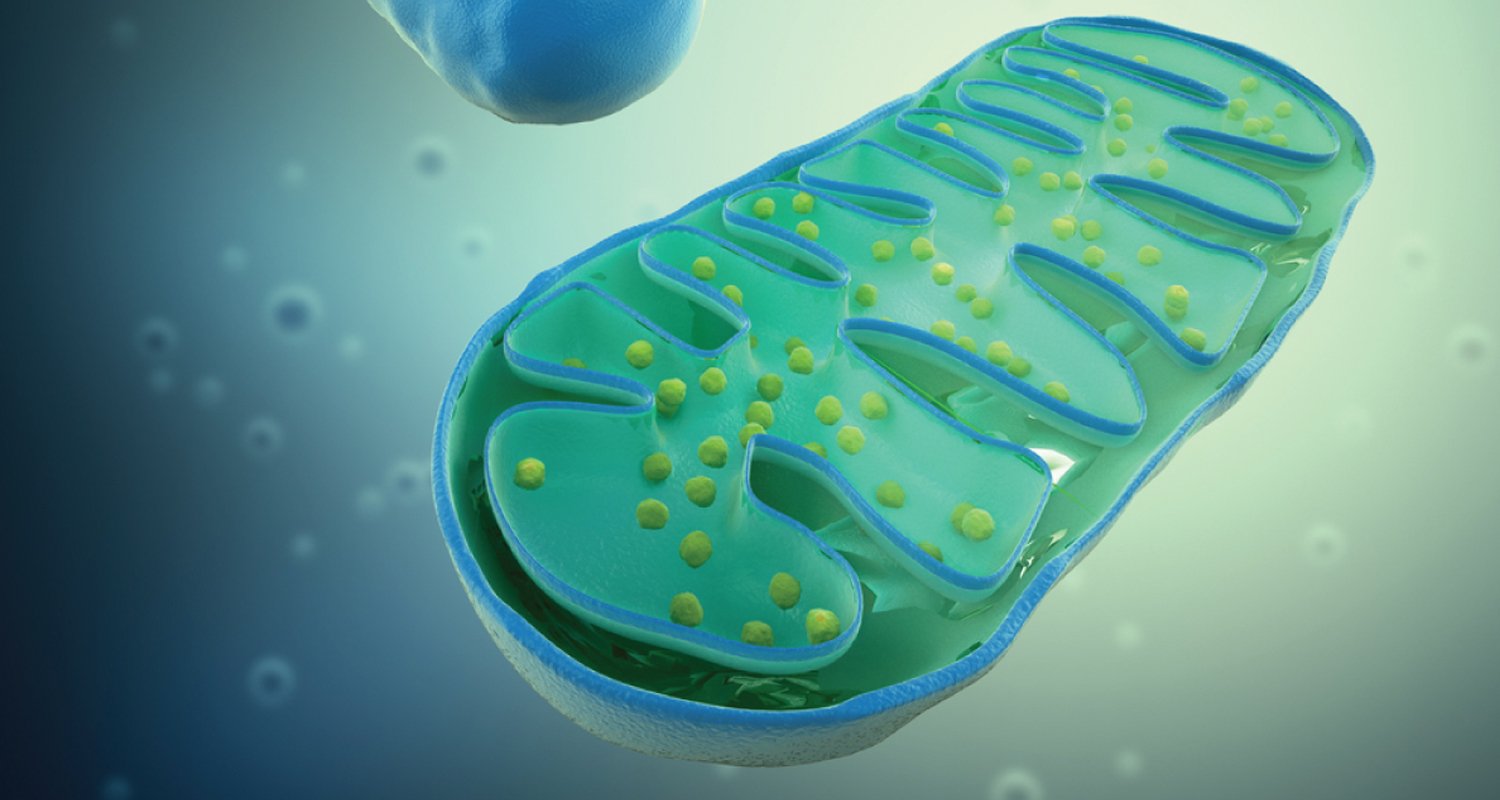 Mitochondria—The-Chemists-Organelle